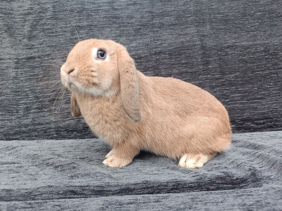 Króliki karzełki baranki miniaturki