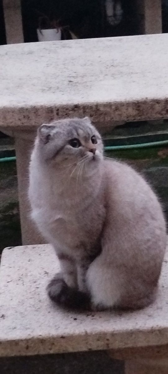 Gata para dar Scottish Fold