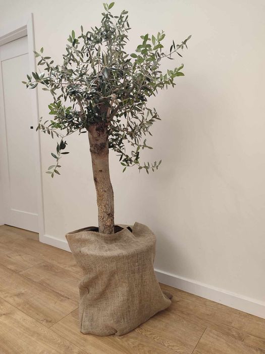 Drzewo oliwne ok. 1,3 m