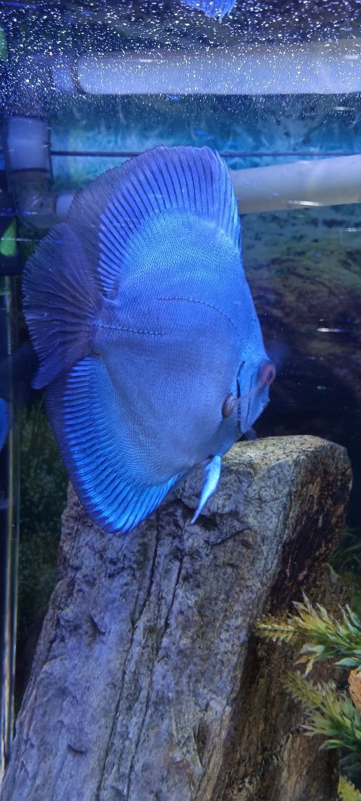 Peixe Discus Blue Diamond