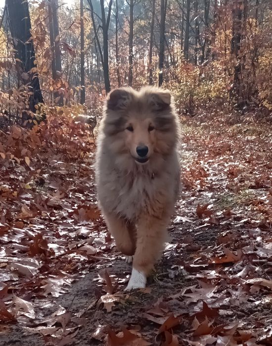 Owczarek szkocki collie