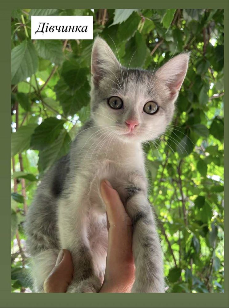 Кошенятка шукають сімʼю