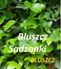 Bluszcz Hedera_ Sadzonki 100 szt _wysył