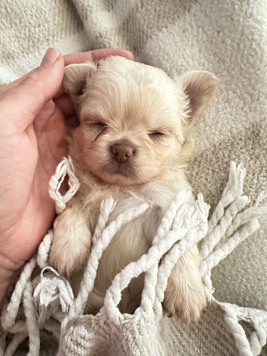 Chihuahua Russo macho miniatura pêlo comprido