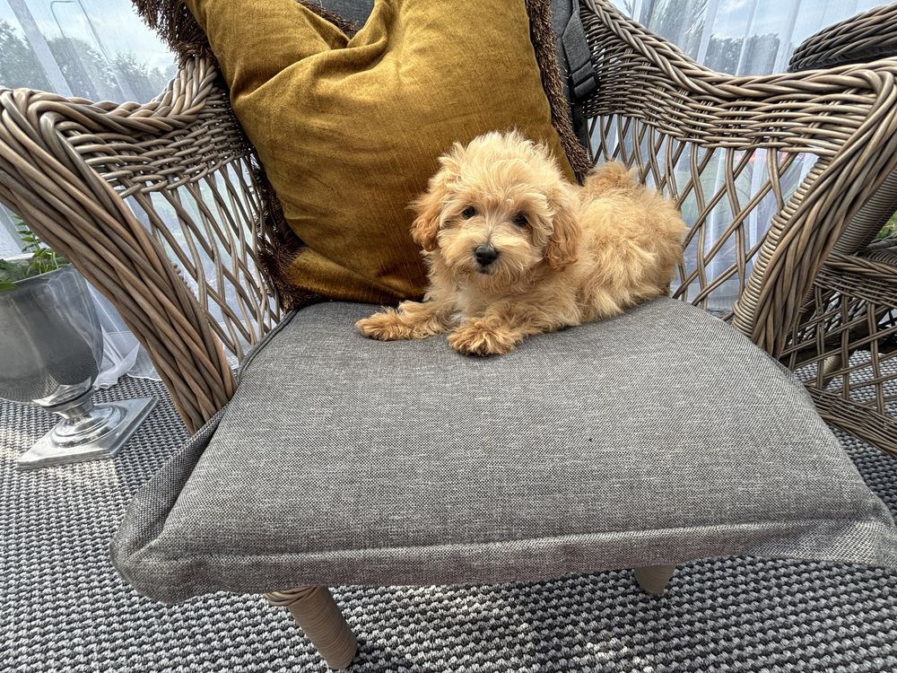 Uroczy piesek maltipoo