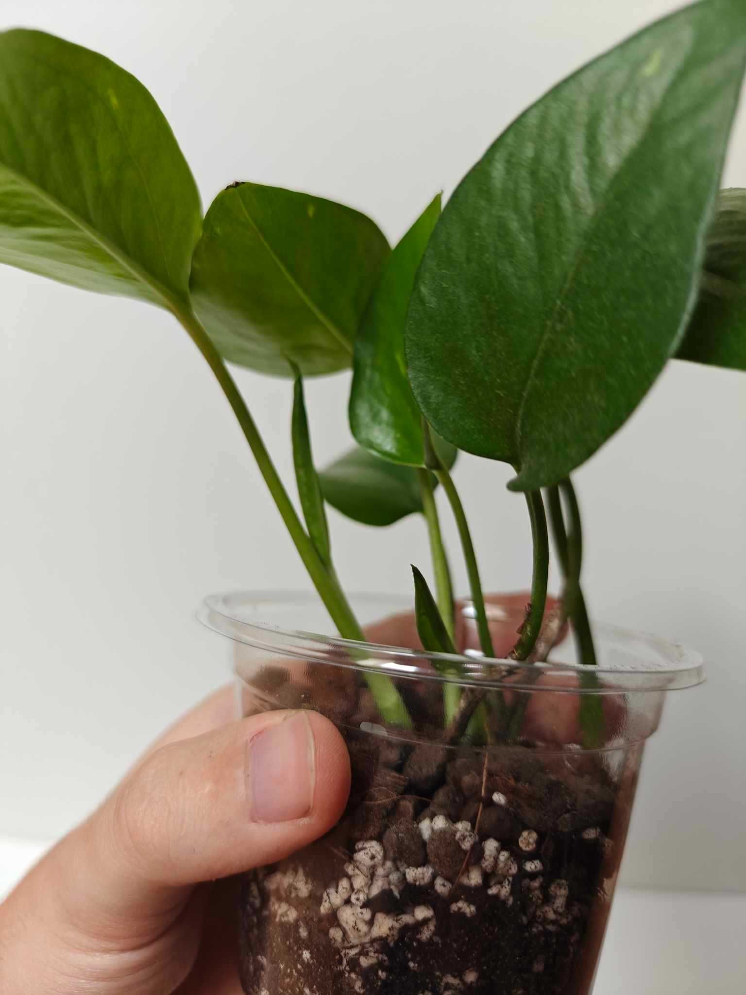 Epipremnum Aureum zestaw 5 + 1 gratis
