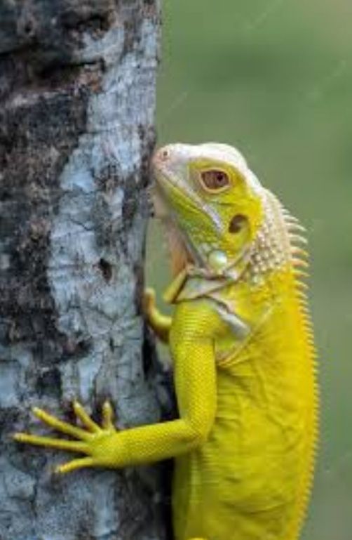 Жёлтая игуана (Iguana Iguana yellow morph).