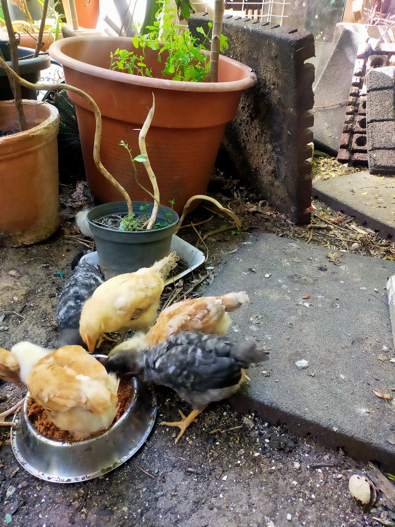 Vendo 7 pintos alimentados com alimentação biológica