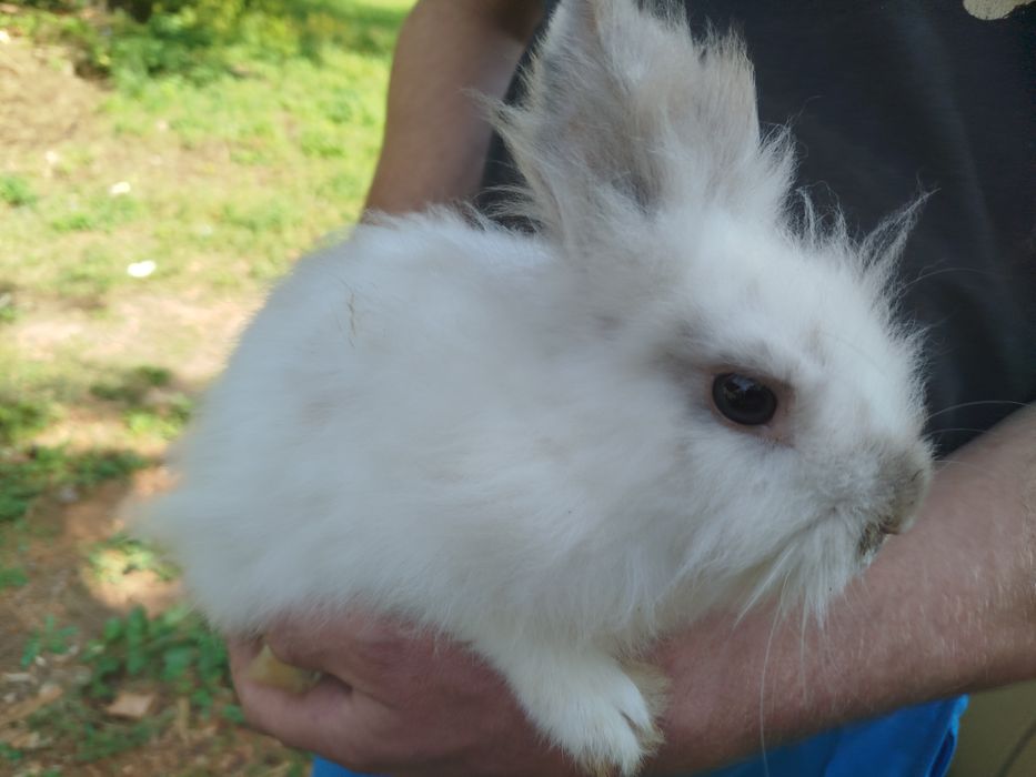 Miniatury króliczków angora i karzełek Tedy