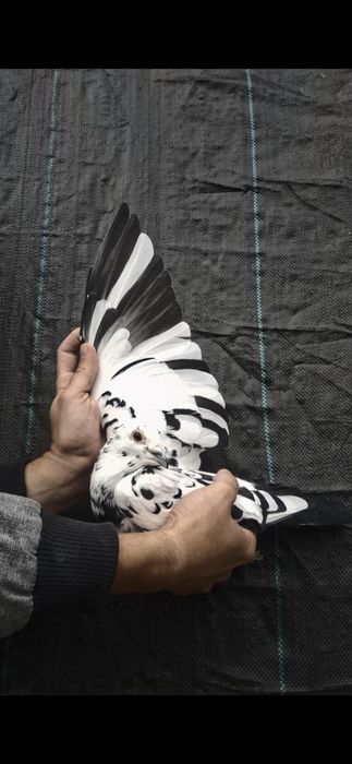 Gołąb pocztowy Tygrys Scherens Vangramberen