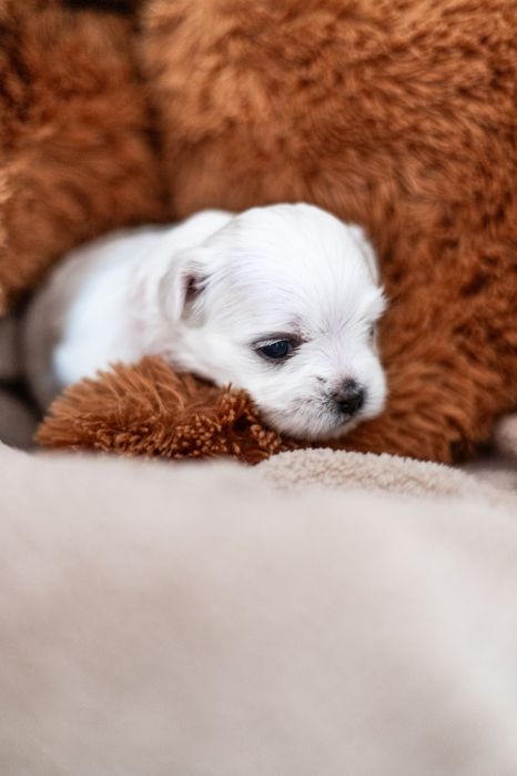 Maltańczyk piesek z rodowodem i chipem