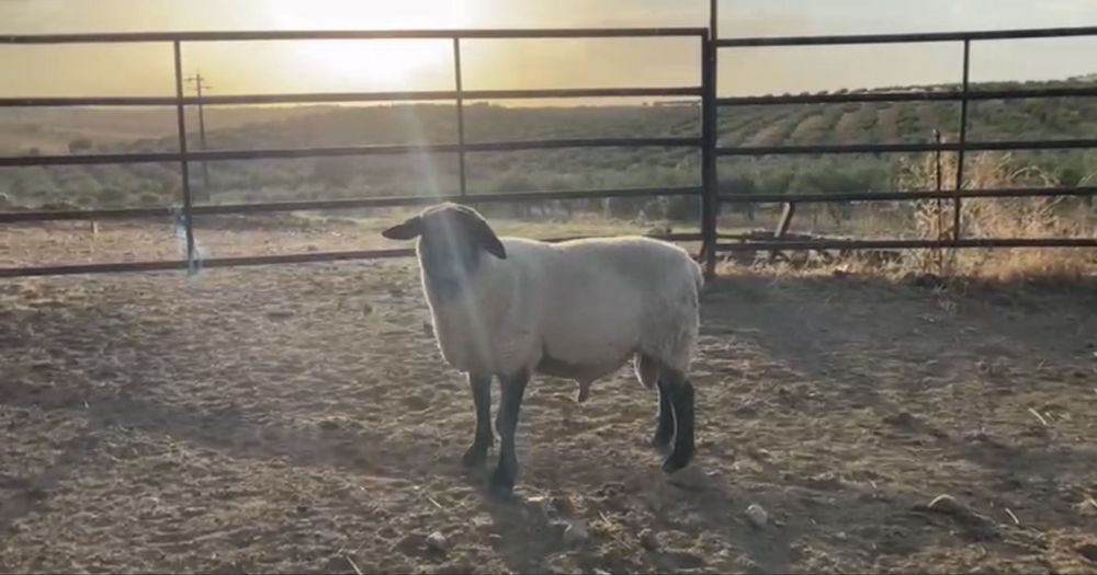 casal de ovelhas suffolk ler descrição