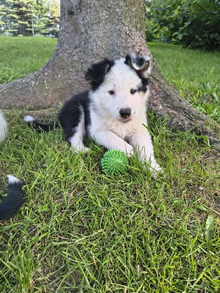 Suczka border collie tri color 2