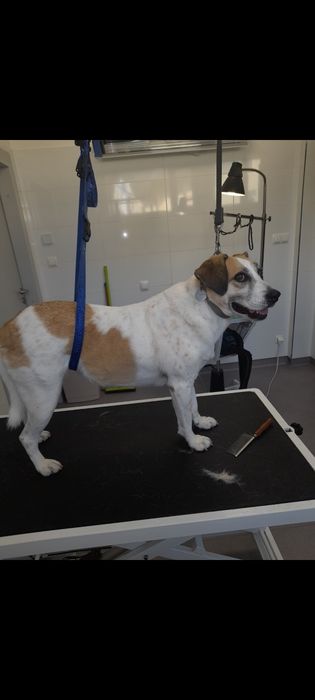 Pielęgnacja strzyżenia psów i kotów