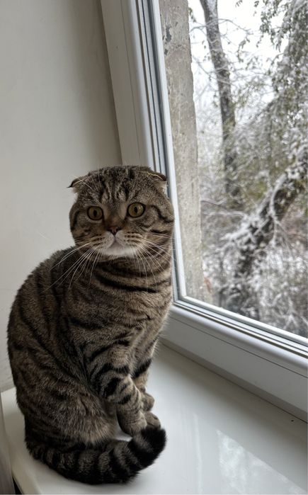 Прекрастный  умный и добрый кот ишет кошечку для вязки.