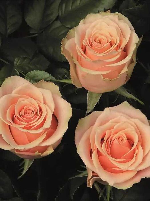 Роза комнатная. Саженцы роз