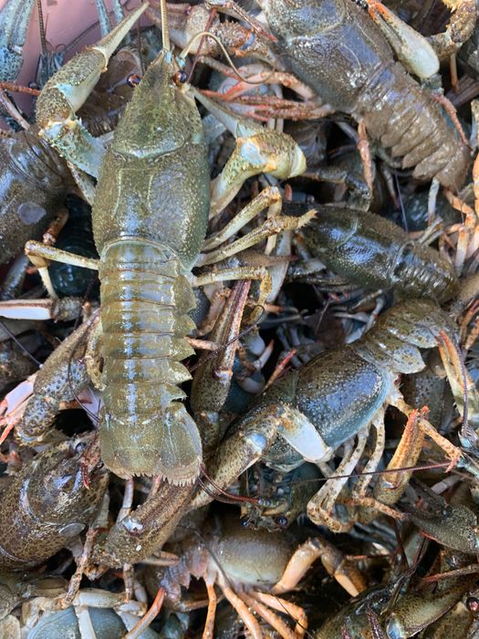 Продам живих Раків місто Ізюм