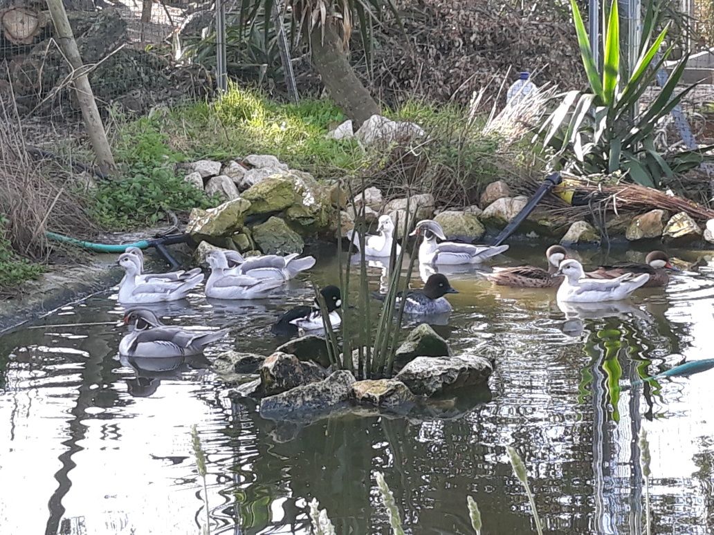 Patos ornamentais