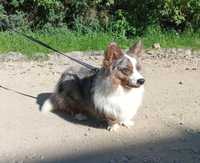 Welsh Corgi Cardigan FLUFFY - pies blue merle