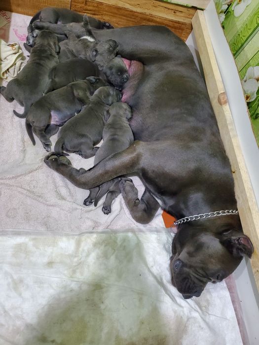 Клубные щенки cane-corso Italiano.
