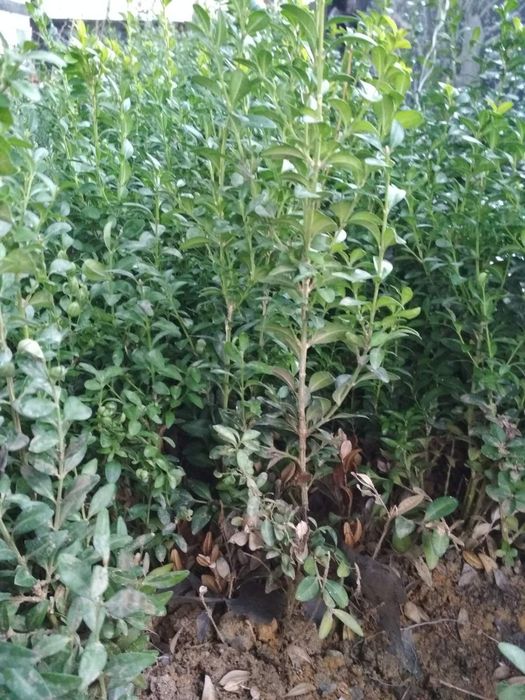 Самшит з гарним кореневищем