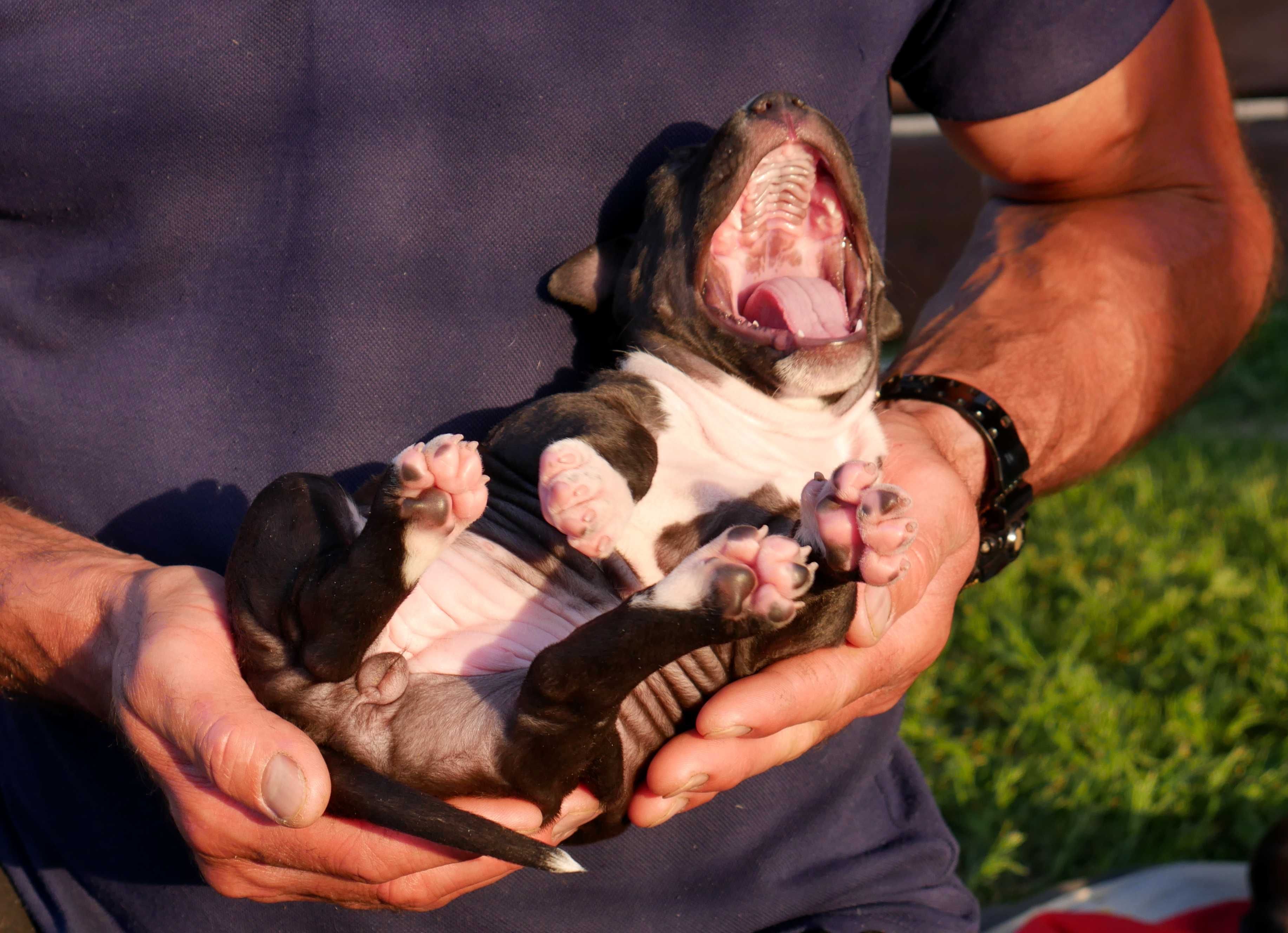 American Staffordshire Terrier , ZKwP Amstaff FCI - SUCZKA 3