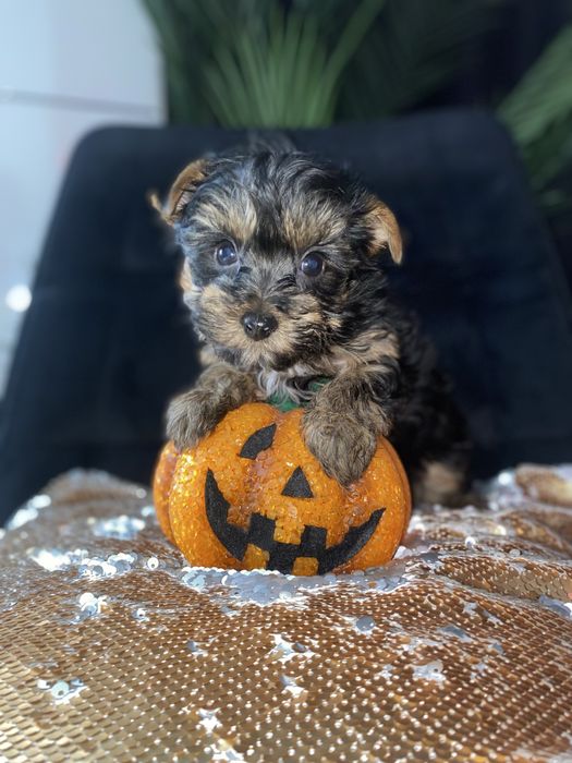 Міні хлопчик від красивих батьків на Різдво 2 міс