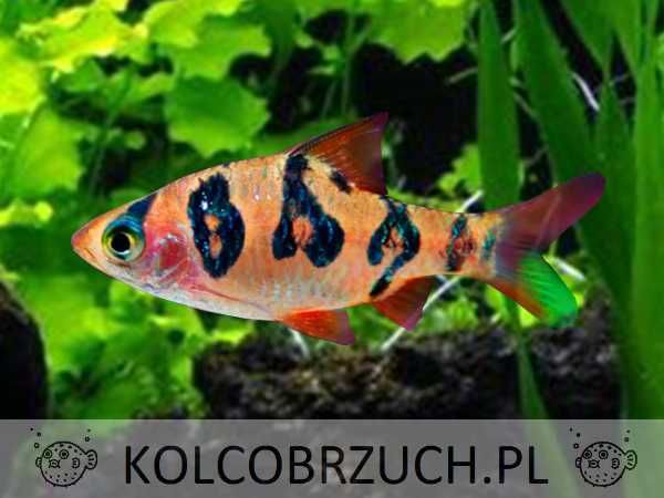 Brzanka nadobna - Desmopuntius rhomboocellatus - dowozimy