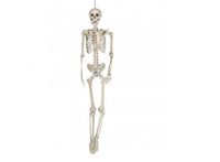 Esqueleto decorativo 160cm