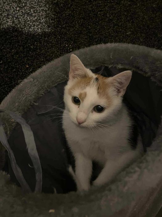 Trikolorka szuka domu przyjazna młoda kotka