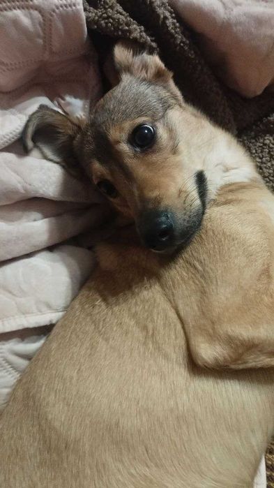 Безкоштовно в добрі руки