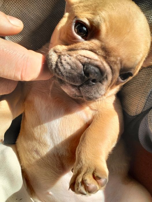 Buldog francuski piesrk