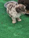 Maltipoo merle 8 tyg