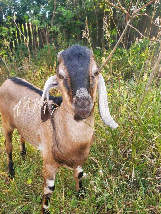 Продам молодого козла