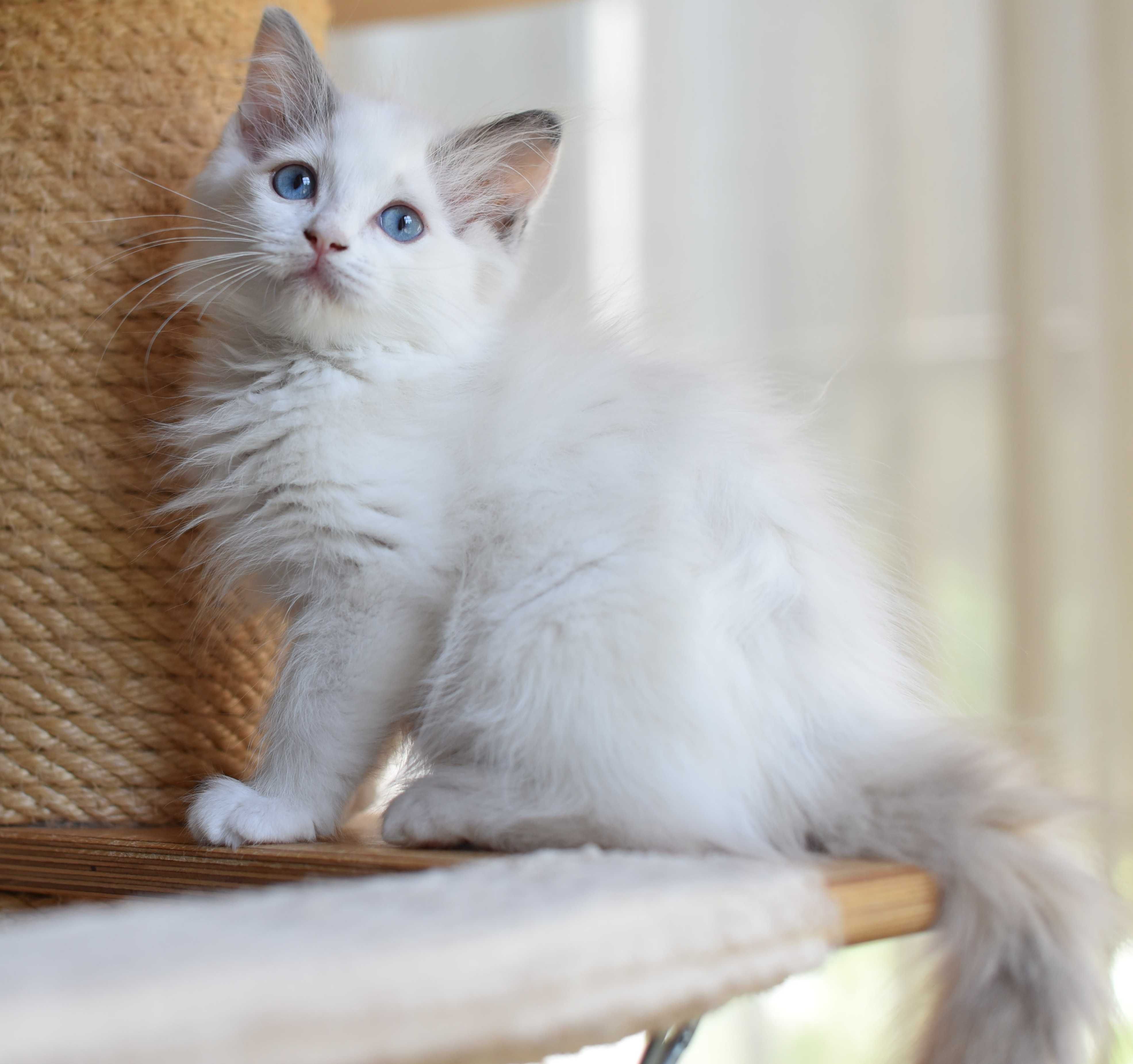 NIKA słodka dziewczynka  Ragdoll