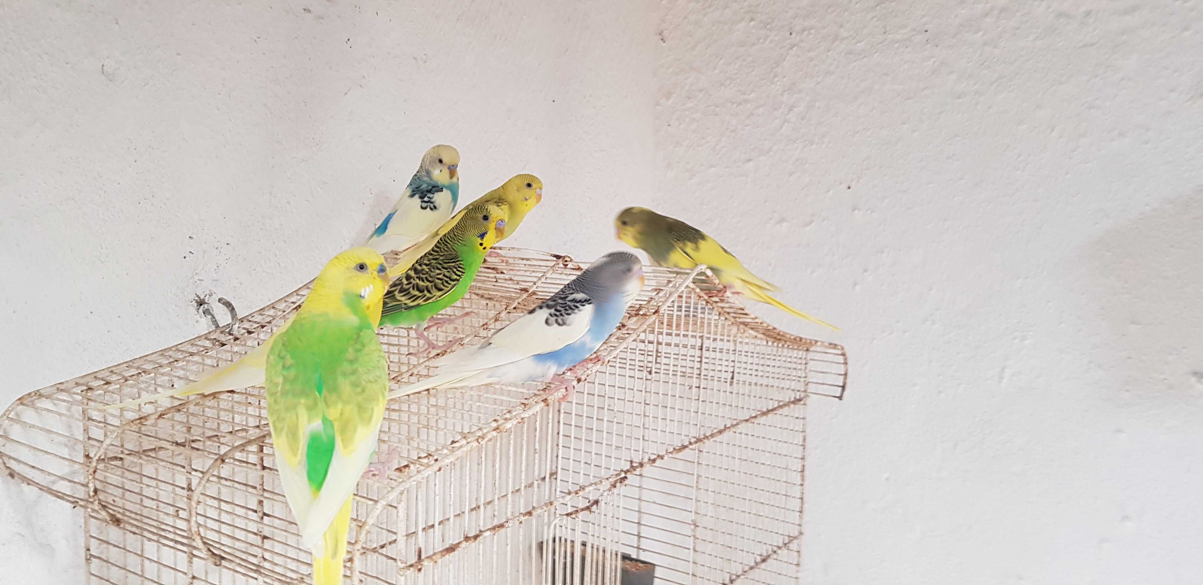 Piriquitos varios