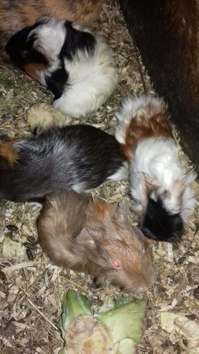 морские свинки, малыши