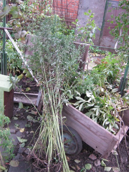 продам  смородину.  , орех.  Вишня . морозник белый .