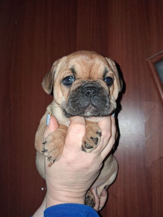 Маленька красуня шукає свою родину
На продаж готується чарівна дівчи