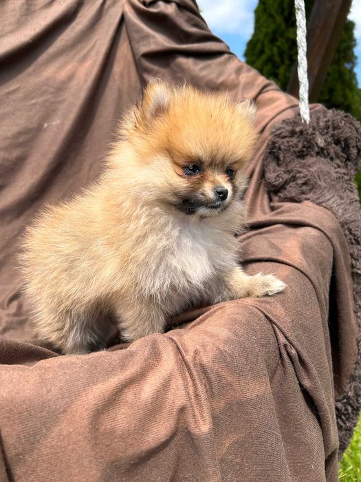 Szpic Pomeranian śliczne mini suczki - metryka i wyprawka