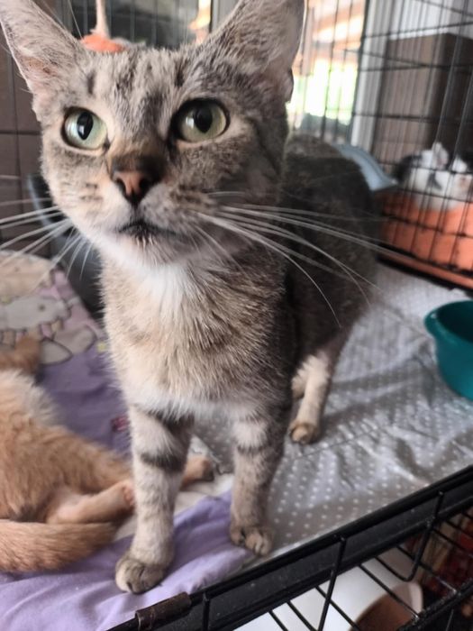 Dorosła bardzo dobra kochana cierpliwa kotka do adopcji