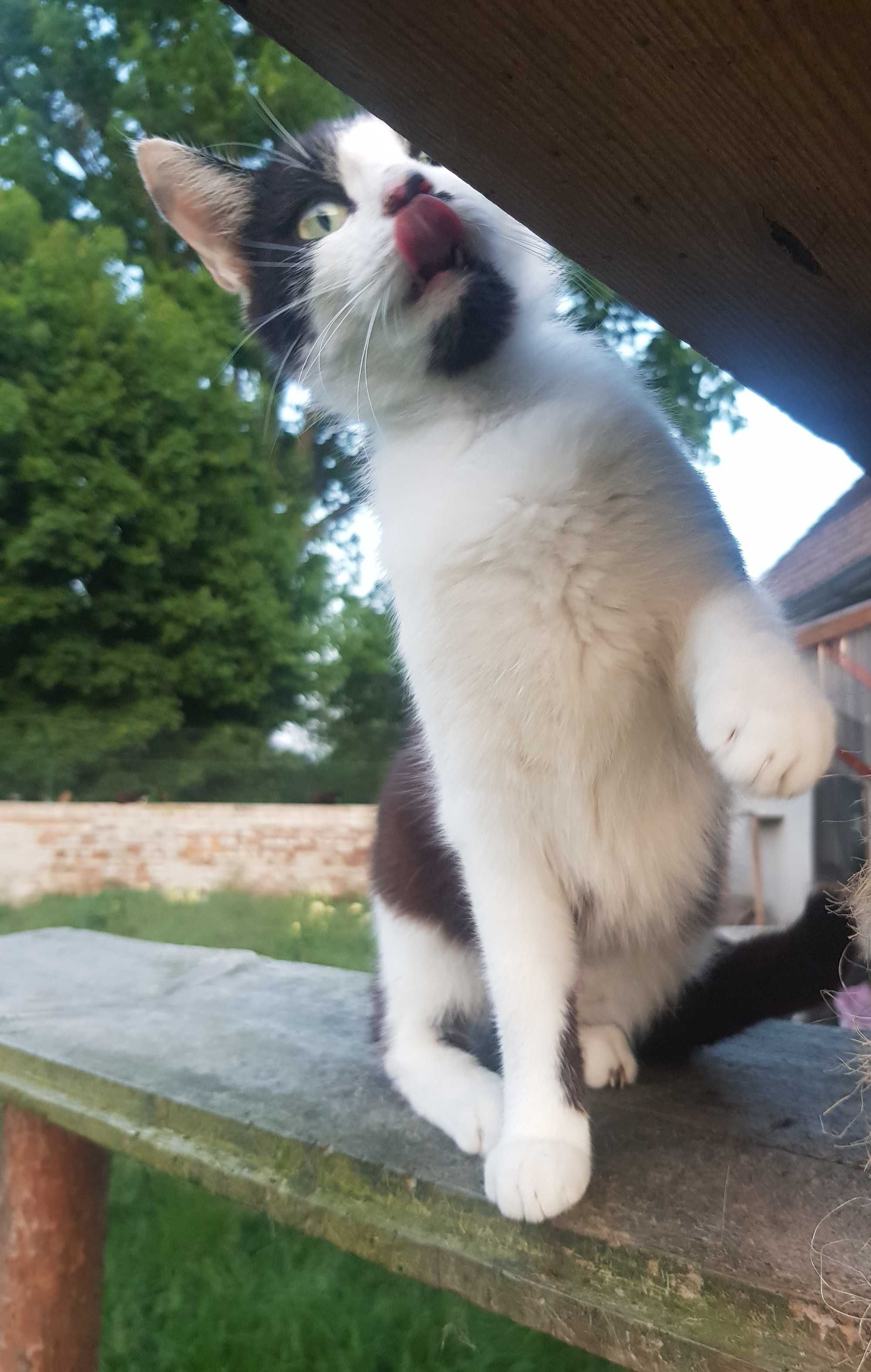 Jagódka koteczka do adopcji