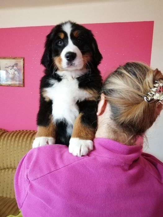 Berneński pies pasterski