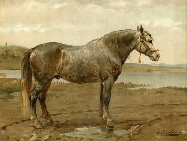 Rasy koni  -  Konie  reprint XIX w. grafik