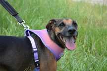 Spike - radosny, energiczny psiak szuka domu ADOPCJA