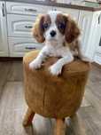 Cavalier King Spaniel