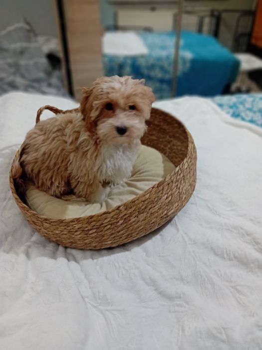 Maltipoo ,Maltańczyk  & Pudel toy ,piesek mini