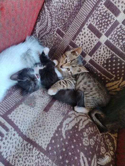 Oddam kotki w dobre ręce