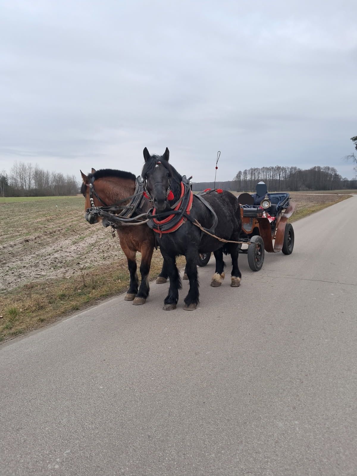 Klacz zimnkrwista