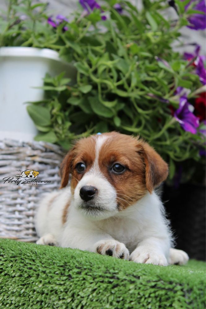 Piesek Jack Russell Terrier ZKwP FCI*Gotowy do odbioru*